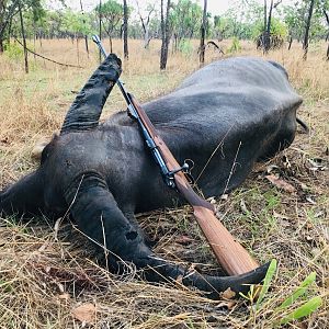 Hunt Asiatic Water Buffalo in Australia