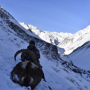 Tajikistan Hunting Ibex