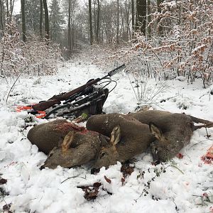 Deer Driven Hunt Germany