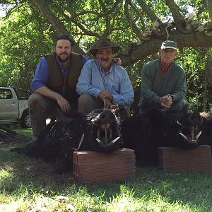 Argentina Hunting Wild Boar