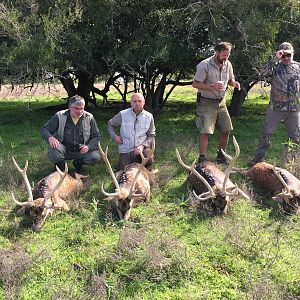 Argentina Hunting Axis Deer