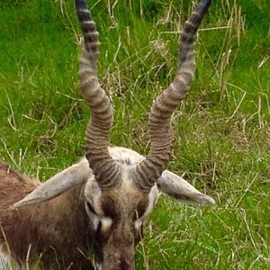 Blackbuck Hunt Argentina