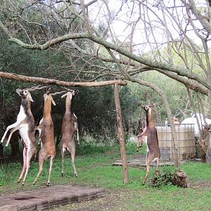 Hunting Blackbuck in Argentina