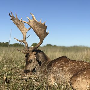 Argentina Hunting Fallow Deer