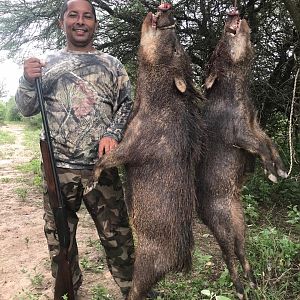 Argentina Hunting Wild Boar