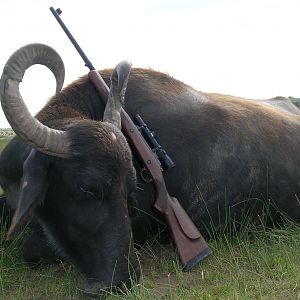 Water Buffalo Hunting Argentina