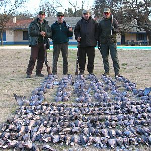 Pigeon & Dove Hunting Argentina