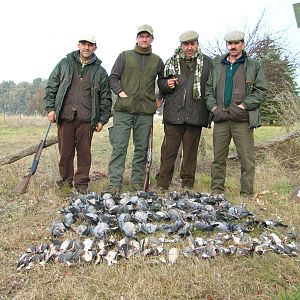 Argentina Pigeon & Dove Hunting