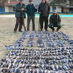 Hunt Pigeon & Dove in Argentina