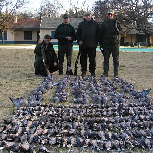 Hunting Pigeon & Dove in Argentina