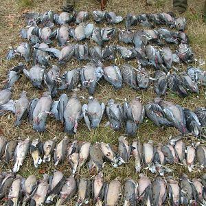 Pigeon & Dove Hunting Argentina