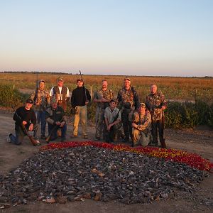 Argentina Hunting Dove