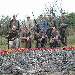 Hunting Dove in Argentina