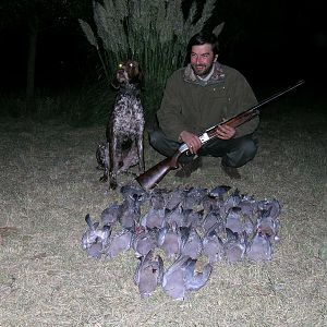 Argentina Hunt Pigeon