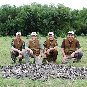 Argentina Hunt Dove