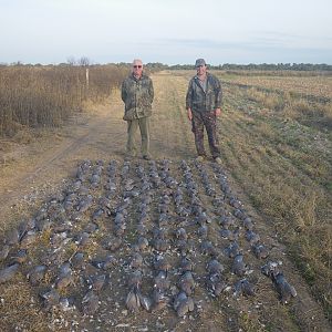 Hunting Pigeon in Argentina