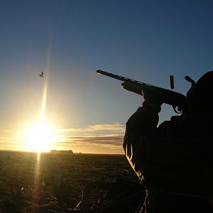 Argentina Bird Hunting