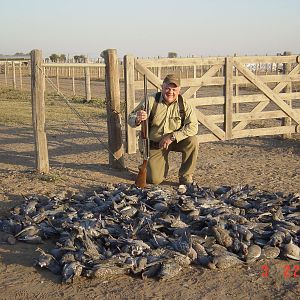 Hunt Pigeon in Argentina