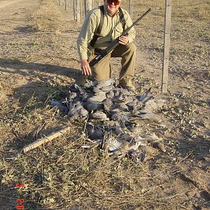 Pigeon Hunting Argentina