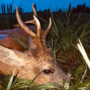 Poland Roe Deer