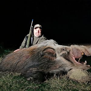 South Africa Hunting Bushpig