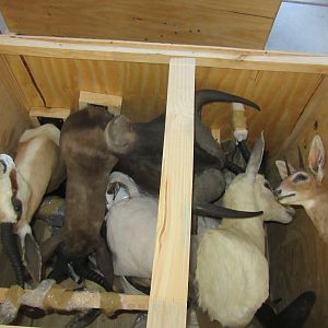 Taxidermy Trophy Crate