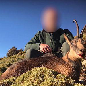 Hunting Chamois