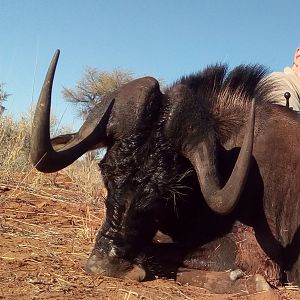 Hunt Black Wildebeest in Namibia