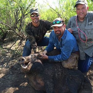 Hog Hunt Texas USA