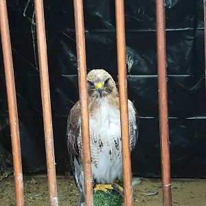 Falconry in Ireland