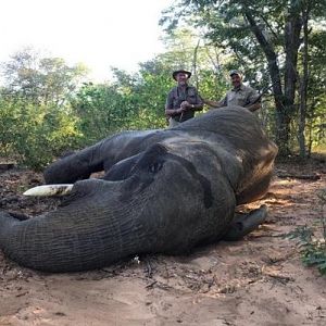 Hunting Elephant in Zimbabwe