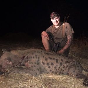 Hunt Spotted Hyena in Zimbabwe