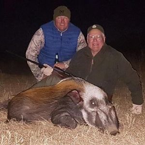 Bushpig Hunting South Africa