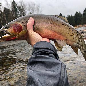 Fishing Rainbow Trout in USA