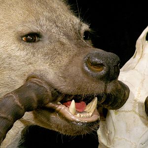 Spotted Hyena Full Mount Taxidermy