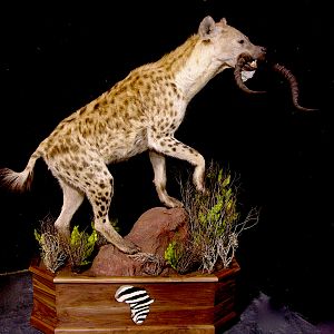 Spotted Hyena Full Mount Taxidermy