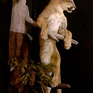 Cougar Full Mount Taxidermy