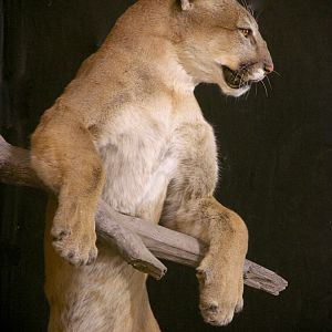 Cougar Full Mount Taxidermy