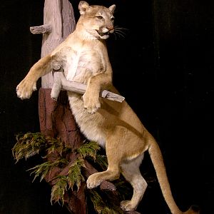 Cougar Full Mount Taxidermy