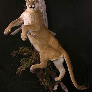 Cougar Full Mount Taxidermy