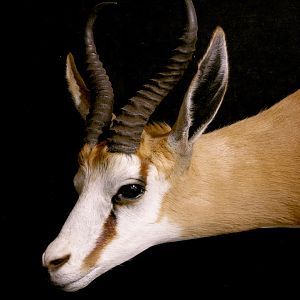 Springbok Full Wall Mount Taxidermy