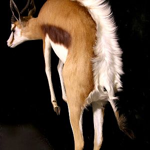 Springbok Full Wall Mount Taxidermy