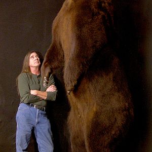 Russian Brown Bear Full Mount Taxidermy