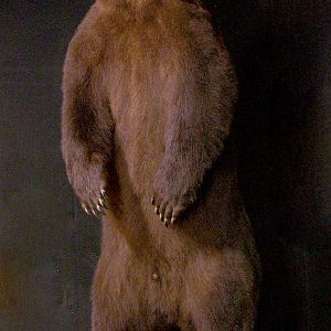 Russian Brown Bear Full Mount Taxidermy