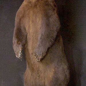 Russian Brown Bear Full Mount Taxidermy