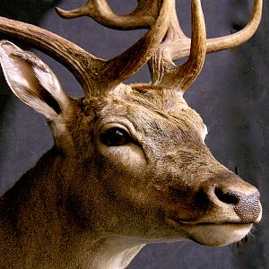 Spanish Fallow Deer Shoulder Mount Taxidermy