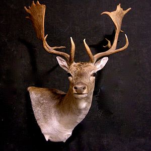 Spanish Fallow Deer Shoulder Mount Taxidermy