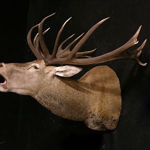 Red Stag Shoulder Mount Taxidermy