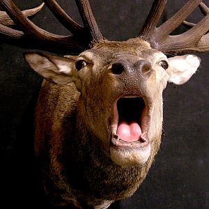 Red Stag Shoulder Mount Taxidermy