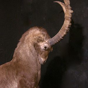 Alpine Ibex Full Mount Taxidermy